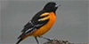 Baltimore Oriole