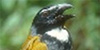 Black-headed Saltator