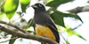 Black-headed Trogon