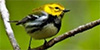 Black-throated Green Warbler