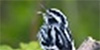 Black and White Warbler