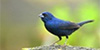 Blue-black Grassquit