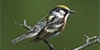 Chestnut-sided Warbler