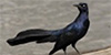 Great-tailed Grackle