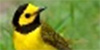 Hooded Warbler