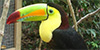 Keel-billed Toucan