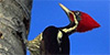 Lineated Woodpecker