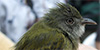 Northern Bentbill