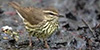 Northern Waterthrush