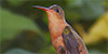 Rufous-tailed Hummingbird