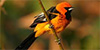 Spot-breasted Oriole