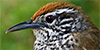 Spot-breasted Wren