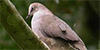 Gray-chested Dove