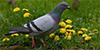 Rock Pigeon