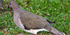 White-tipped Dove